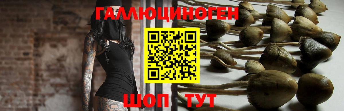 Галлюциногенные грибы Psilocybe Ейск
